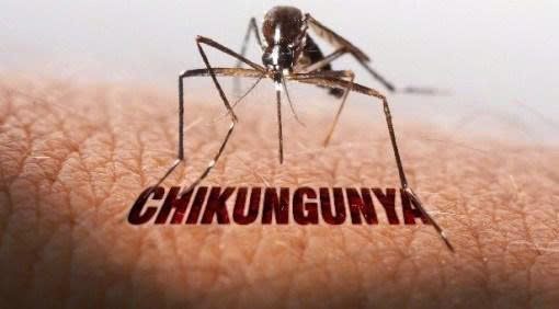 Nguy cơ dịch Chikungunya tại Việt Nam: Bộ Y tế chủ động giám sát và ứng phó